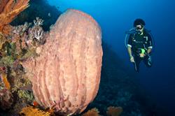 Layang Layang, Malaysia Dive Centre.